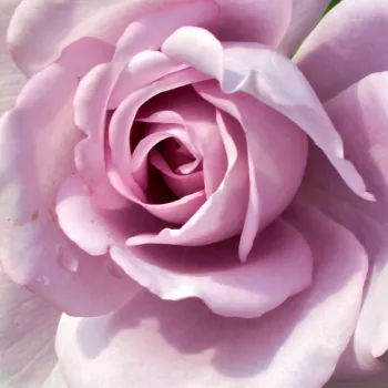 Ružová - školka - eshop  - čajohybrid - fialová - stredne intenzívna vôňa ruží - citrónová príchuť - Blue Monday® - (70-120 cm)