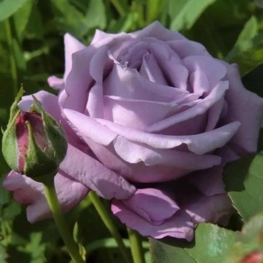 Fialová - Růže - Blue Monday® - 