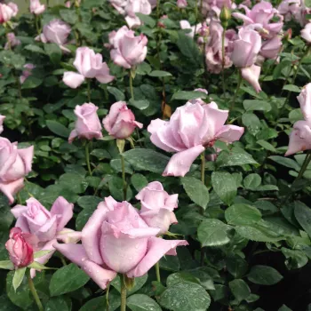 Morado - árbol de rosas híbrido de té – rosal de pie alto - rosa de fragancia moderadamente intensa - limón