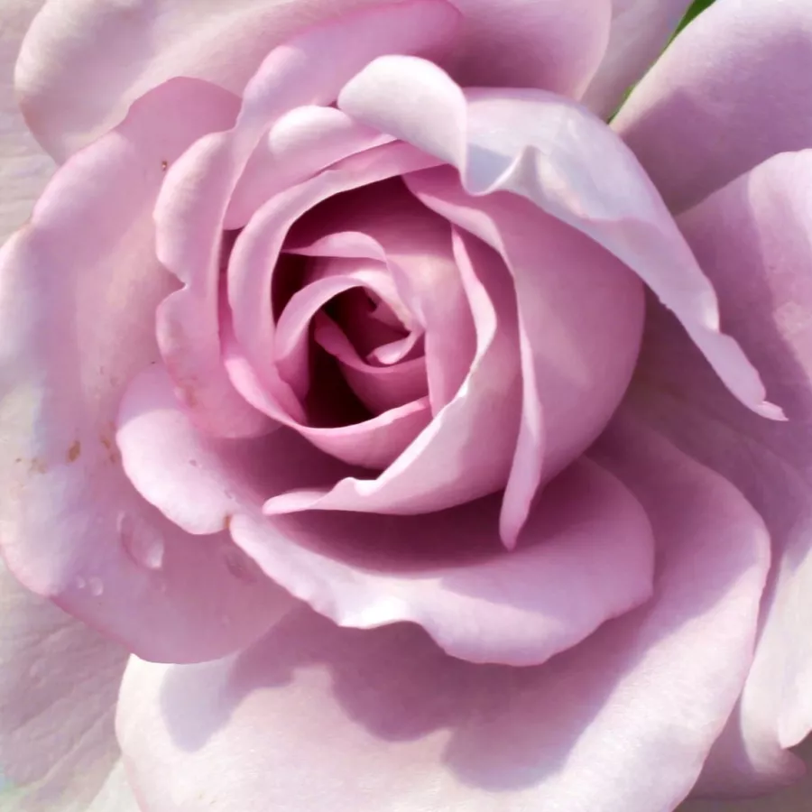 Solitaria - Rosa - Blue Monday® - rosal de pie alto