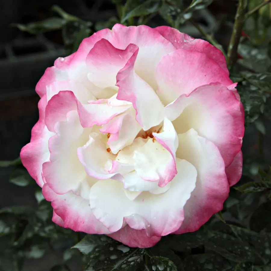 Róże parkowe - Róża - Mami - Szkółka Róż Rozaria