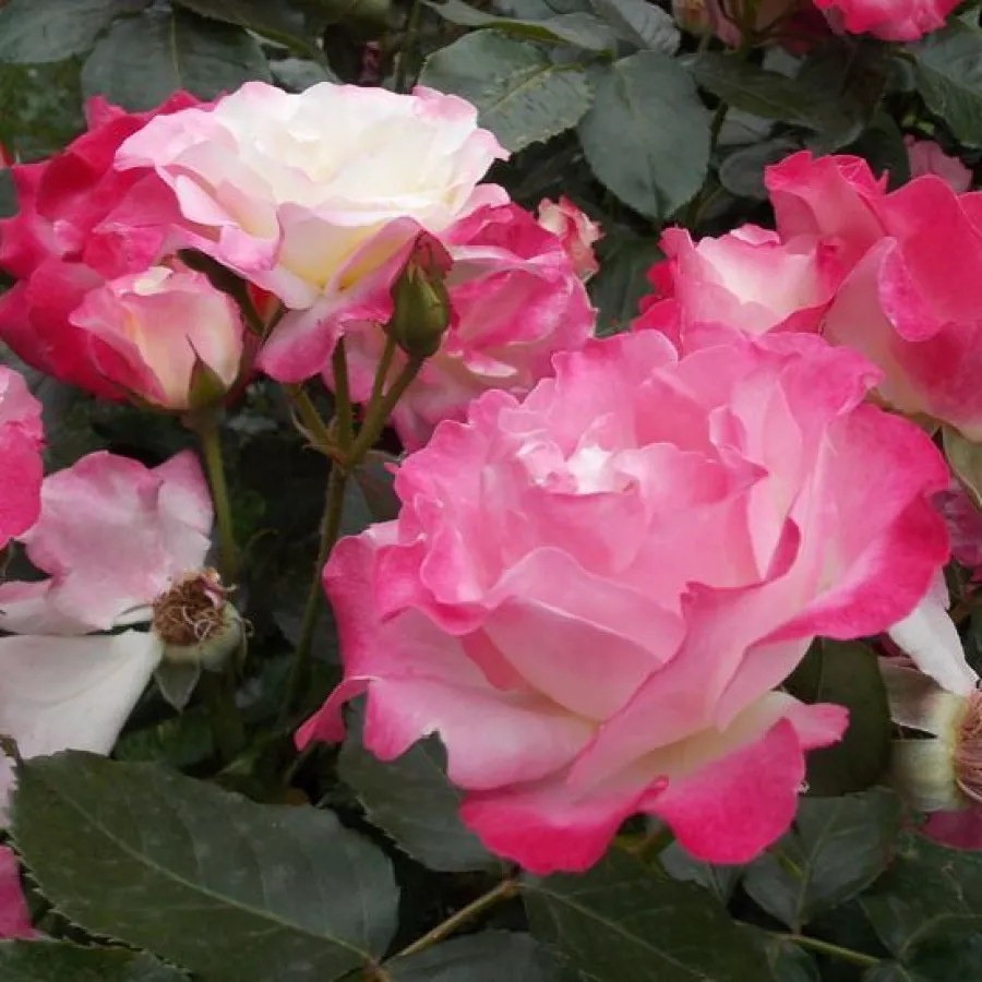 Bianca - Rosa - Mami - Produzione e vendita on line di rose da giardino
