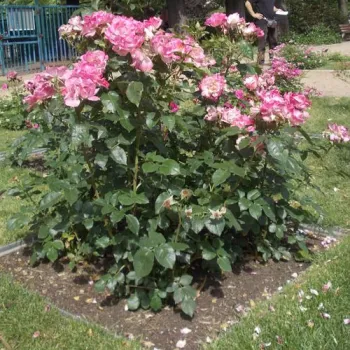 Kremowo-biały nabierający koloru wiśniowego - róże parkowe   (120-150 cm)