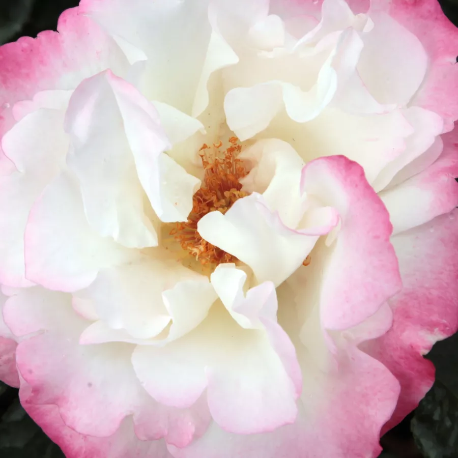 Shrub - Róża - Mami - Szkółka Róż Rozaria