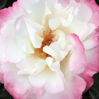 Online rózsa kertészet - parkrózsa - fehér - diszkrét illatú rózsa - vadrózsa3 aromájú - Mami - (120-150 cm)