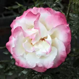 Stromčekové ruže - biely - Rosa Mami - mierna vôňa ruží - vôňa divokej ruže