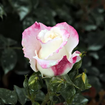 Rosa Mami - bela - Park - grm vrtnice