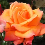 Narancssárga - teahibrid rózsa - Online rózsa vásárlás - Rosa Mamma Mia!™ - intenzív illatú rózsa - citrom aromájú