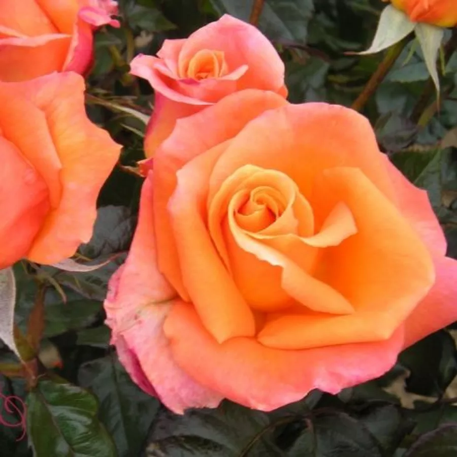 Pomarańczowy - Róża - Mamma Mia!™ - Szkółka Róż Rozaria