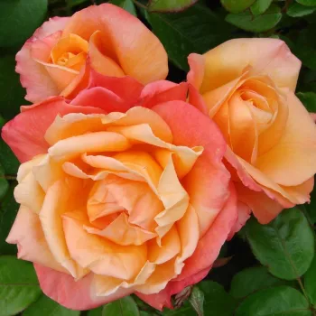 Világos narancssárga - rózsaszín árnyalat - teahibrid rózsa   (80-90 cm)