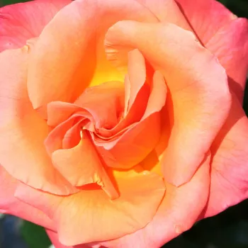 Online rózsa vásárlás - teahibrid rózsa - narancssárga - intenzív illatú rózsa - citrom aromájú - Mamma Mia!™ - (80-90 cm)