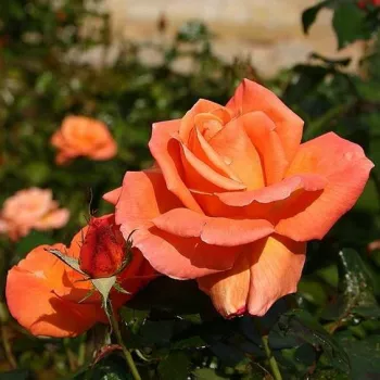 Rosa Mamma Mia!™ - arancia - Rose Ibridi di Tea