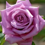Lila - teahibrid rózsa - Online rózsa vásárlás - Rosa Mamy Blue™ - intenzív illatú rózsa - fahéj aromájú