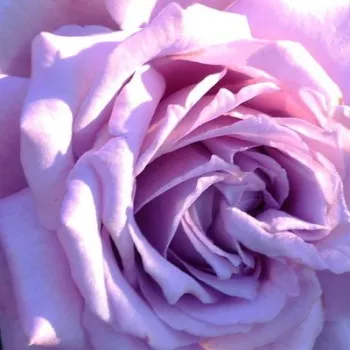 Rózsák webáruháza. - lila - teahibrid rózsa - Mamy Blue™ - intenzív illatú rózsa - fahéj aromájú - (80-100 cm)