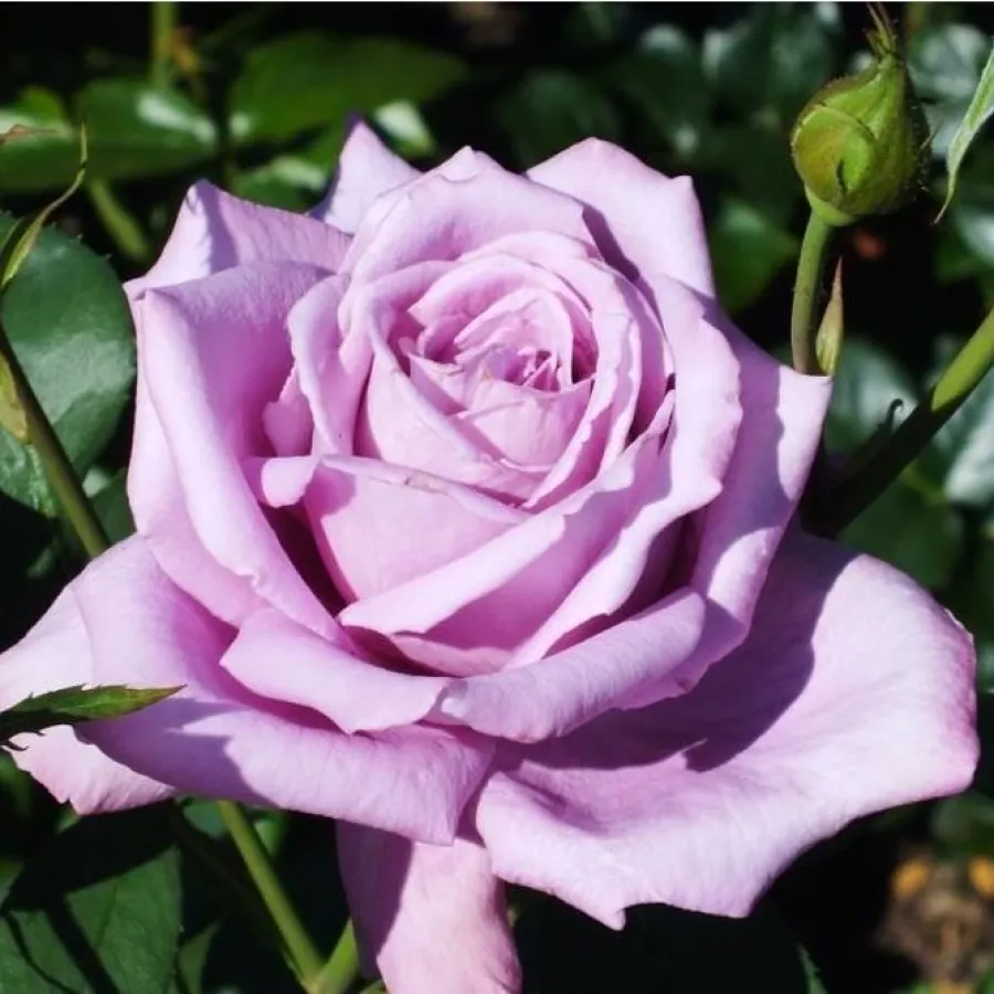 Fialová - Ruža - Mamy Blue™ - Ruže - online - koupit