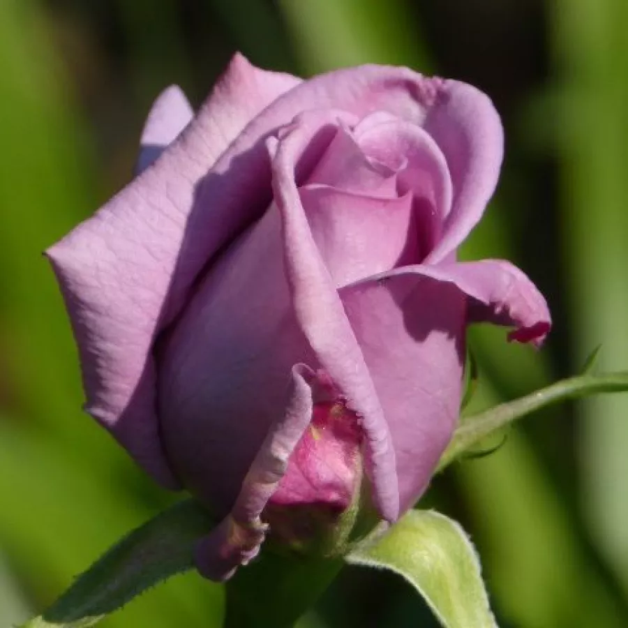 Stromkové růže - Stromkové růže s květmi čajohybridů - Růže - Mamy Blue™ - 