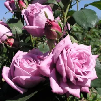 Boja sljezi  - Ruža čajevke   (80-100 cm)