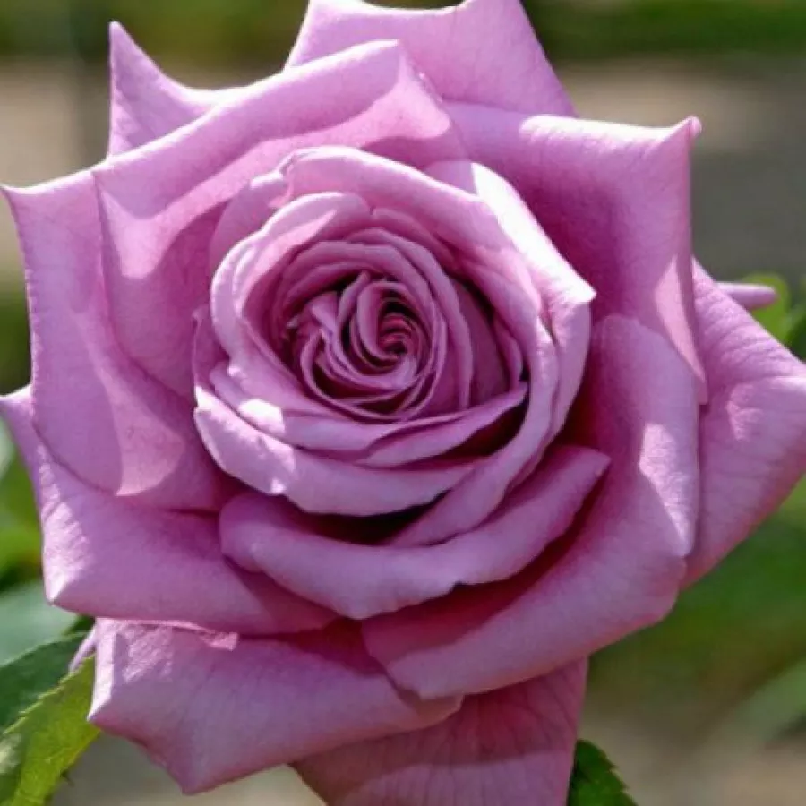 Rosa intensamente profumata - Rosa - Mamy Blue™ - produzione e vendita on line di rose da giardino