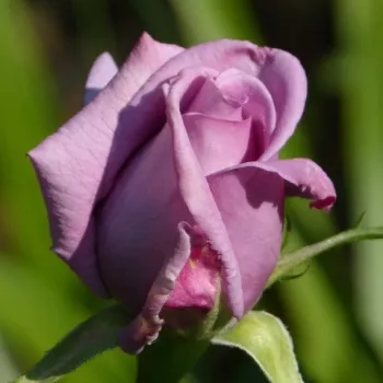 Rosa Mamy Blue™ - vijolična - Vrtnica čajevka