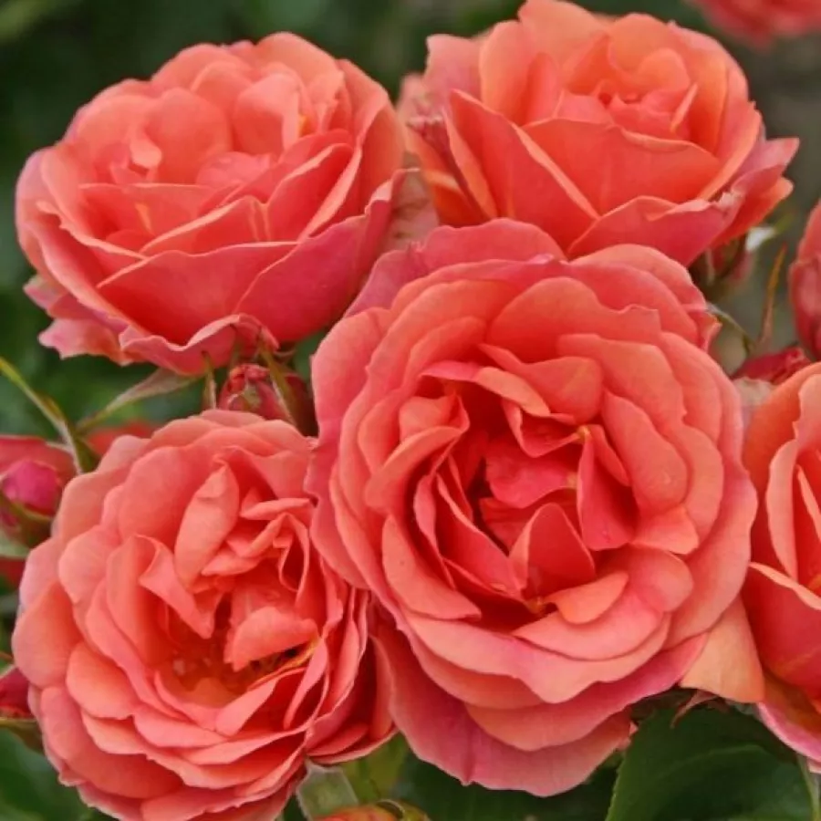 Törpe - mini rózsa - Rózsa - Mandarin ® - Online rózsa rendelés