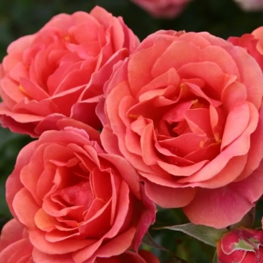 Rosso - Rosa - Mandarin ® - Produzione e vendita on line di rose da giardino