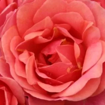 Róże ogrodowe - róże miniaturowe - czerwony - róża bez zapachu - Mandarin ® - (40-60 cm)