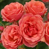 červený - stromčekové ruže - Rosa Mandarin ® - bez vône