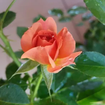 Rosa Mandarin ® - rojo - árbol de rosas miniatura - rosal de pie alto