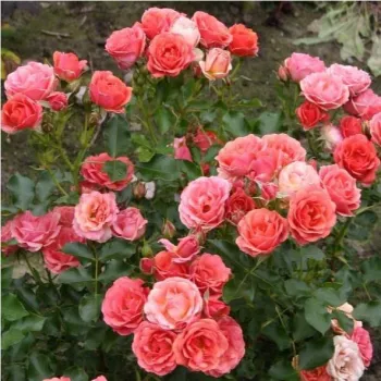 Roșu - trandafiri pomisor - Trandafir copac cu trunchi înalt – cu flori mărunți
