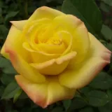 Sárga - törpe - mini rózsa - Online rózsa vásárlás - Rosa Mandarin® - diszkrét illatú rózsa - pézsma aromájú