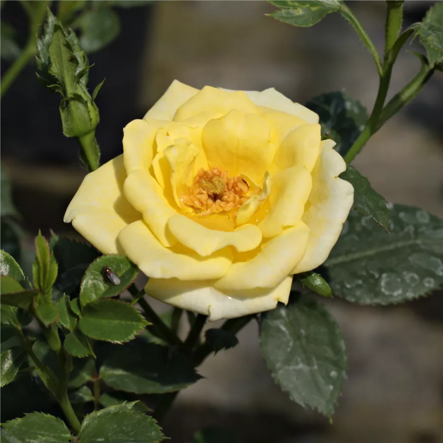 Galben - Trandafiri - Mandarin® - Trandafiri online