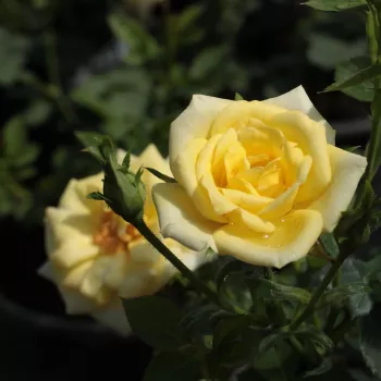 Rosa Mandarin® - amarillo - árbol de rosas miniatura - rosal de pie alto