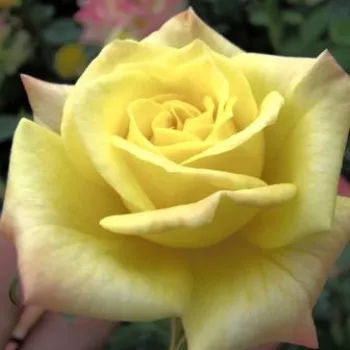 Rosa Mandarin® - rosa de fragancia discreta - Árbol de Rosas Miniatura - rosal de pie alto - amarillo - W. Kordes & Sons- forma de corona compacta - Rosal de árbol con flores pequeñas que florecen abundantemente.