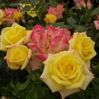 Sárga - rózsaszín sziromszél - törpe - mini rózsa - diszkrét illatú rózsa - pézsma aromájú