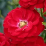 Vörös - törpe - mini rózsa - Online rózsa vásárlás - Rosa Mandy ® - nem illatos rózsa