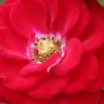 Rózsák webáruháza. - vörös - törpe - mini rózsa - Mandy ® - nem illatos rózsa - (40-60 cm)