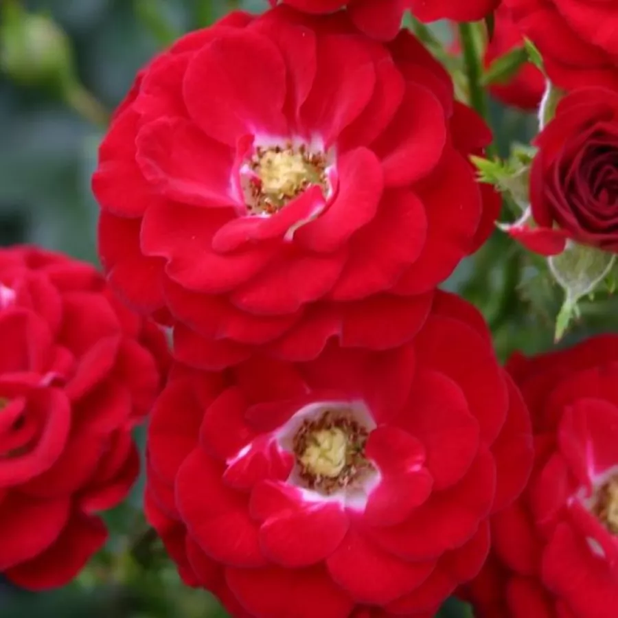 Czerwony - Róża - Mandy ® - Szkółka Róż Rozaria