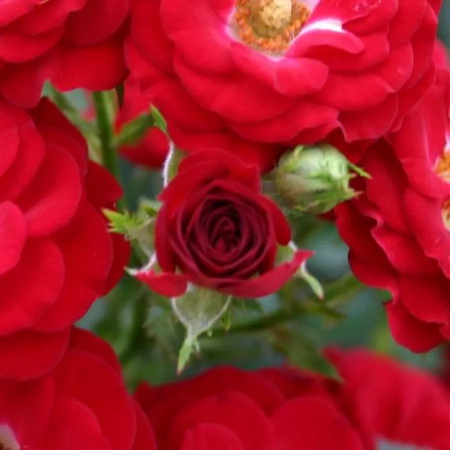 Stromčekové ruže - Stromková ruža s drobnými kvetmi - Ruža - Mandy ® - 
