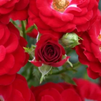 Rosa Mandy ® - vörös - apróvirágú - magastörzsű rózsafa