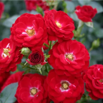 Roșu - trandafiri pomisor - Trandafir copac cu trunchi înalt – cu flori mărunți