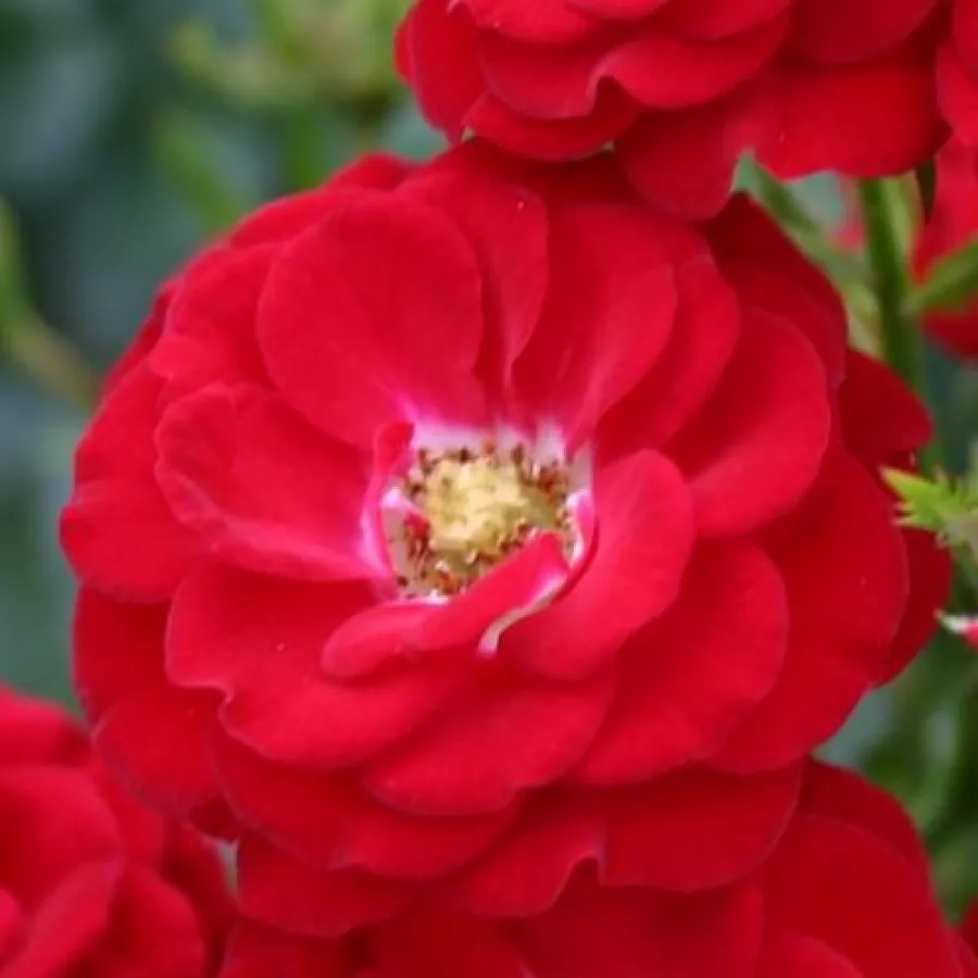 Roșu - Trandafiri - Mandy ® - răsaduri și butași de trandafiri 