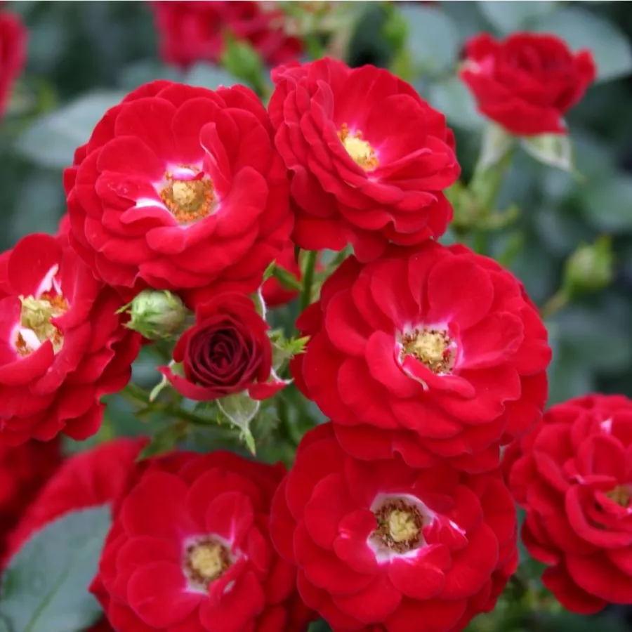 Corymbe - Rosier - Mandy ® - vente en ligne de plantes et rosiers