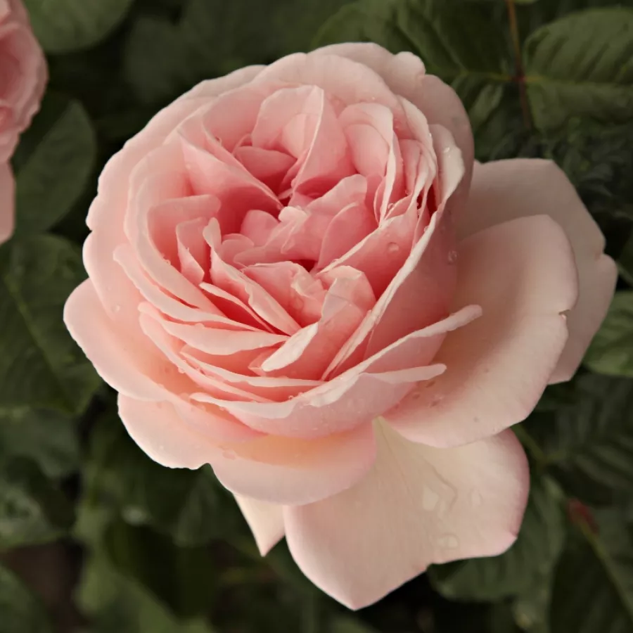 Różowy - Róża - Essenza - róże sklep internetowy