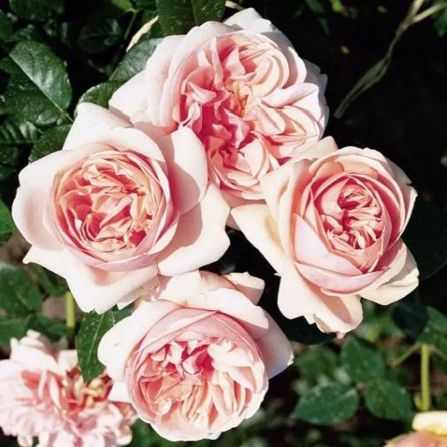 Nostalgična vrtnica - Roza - Essenza - vrtnice - proizvodnja in spletna prodaja sadik
