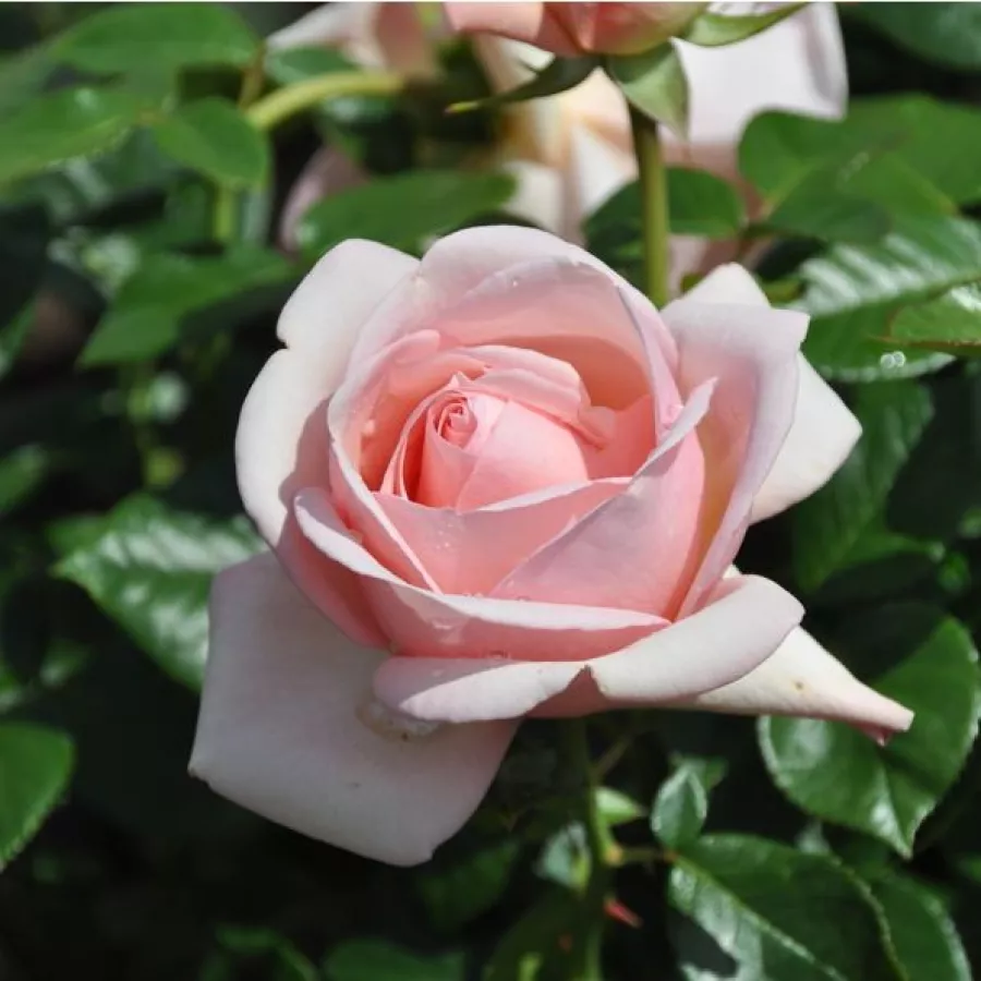 Rosa de fragancia discreta - Rosa - Essenza - comprar rosales online