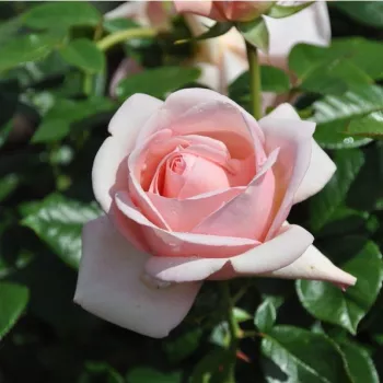 Poзa Акапелла® - розовая - Чайно-гибридные розы