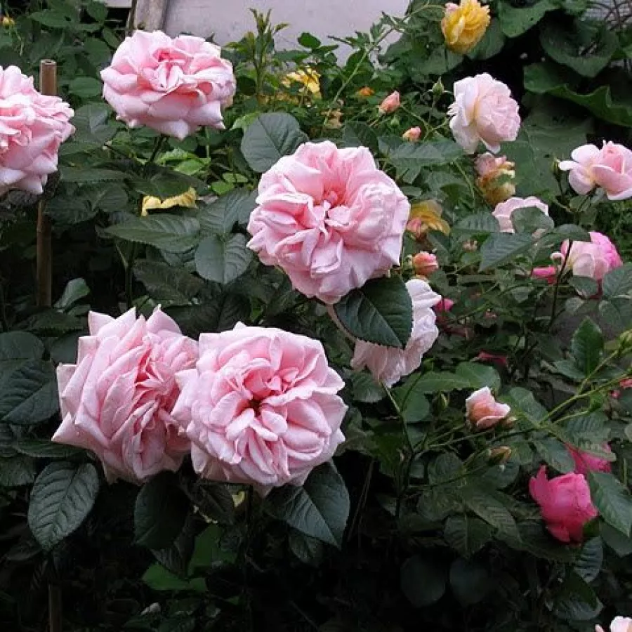 ROSALES HÍBRIDOS DE TÉ - Rosa - Essenza - comprar rosales online