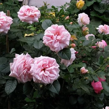 Темно-розовая с серебристыми нижними лепестками - Чайно-гибридные розы