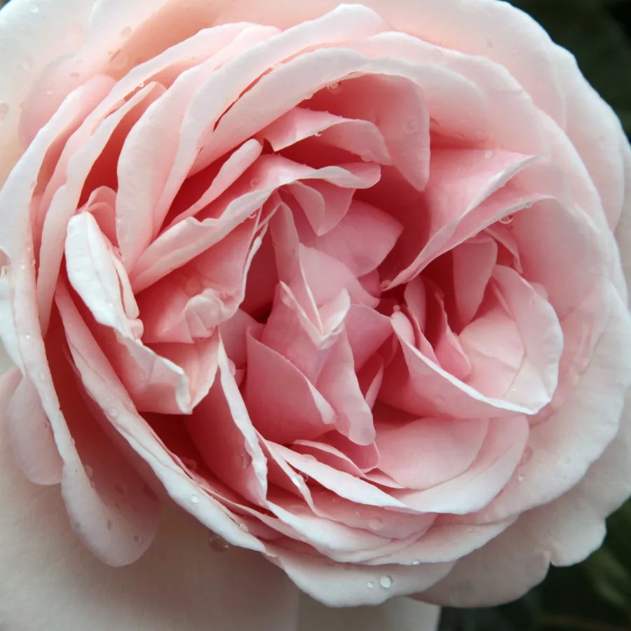 Márk Gergely - Roza - Essenza - vrtnice online