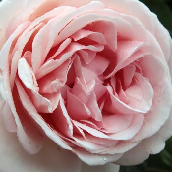 Садовый Центр И Интернет-Магазин - Poзa Акапелла® - Чайно-гибридные розы - розовая - роза с интенсивным запахом - Ганс Юрген Эверс - Элегантные двуцветные цветы имеют сильный запах.